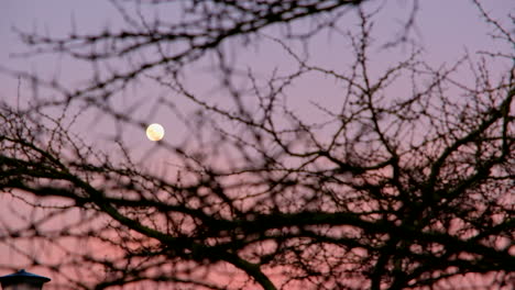 trucking shot of full moon in blue hour sky with spiky thorn tree in foreground