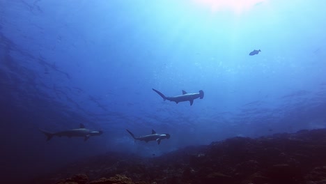 three hammerhead sharks swimming by close to the surface next to any island