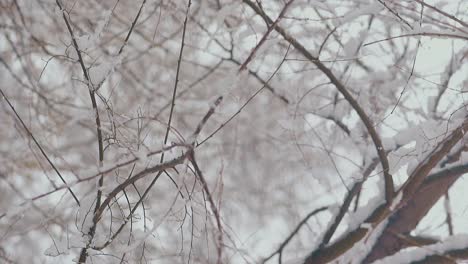 Weiße-Bäume-Mit-Dünnen-Ästen-Und-Liegendem-Schnee-An-Warmen-Tagen