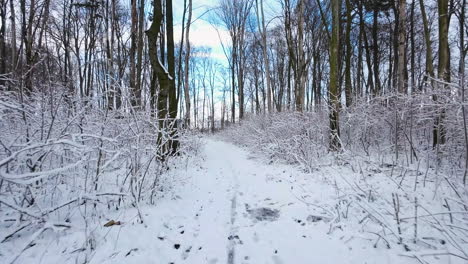 Volando-A-Lo-Largo-De-Un-Sendero-Cubierto-De-Nieve-En-Un-Bosque-De-Invierno-Caducifolio-Después-De-Una-Tormenta-De-Nieve