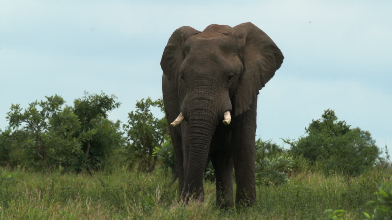 elefante caminando en el bosque parque nacional kruger pastando comiendo hierba sudáfrica cinco grandes vagando temporada de lluvias primavera verano exuberante hierba verde de cerca refugio vida silvestre cinematográfico seguir el movimiento