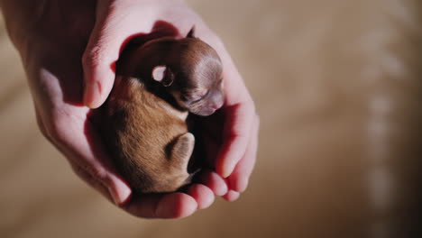 man holding newborn puppy 02