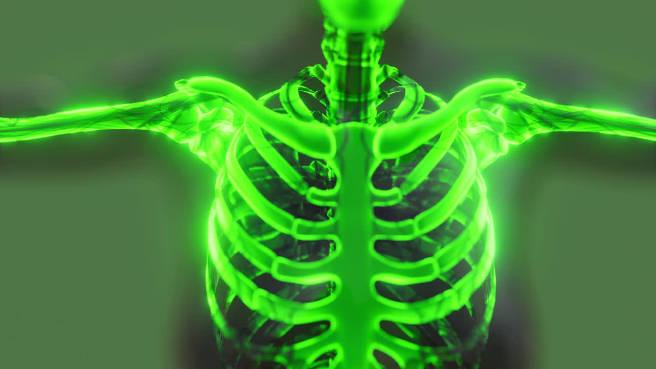 Detailed view of the human skeleton anatomy with a glowing effect