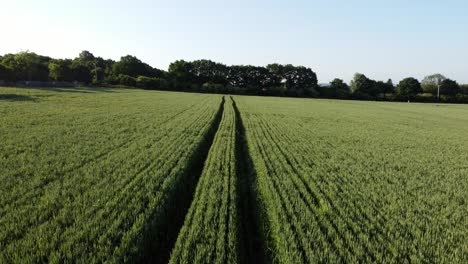 aerial dolly forward shot of a green beautiful field in the heart of cronton village, united kingdom overlooking the beautiful nature with trees and blue sky on sunny day