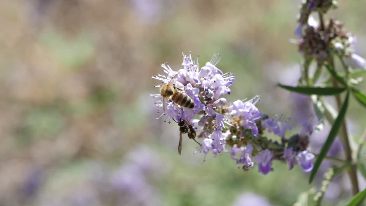 Close up slomo shot of bees on monks pepper flower in nature, Crete