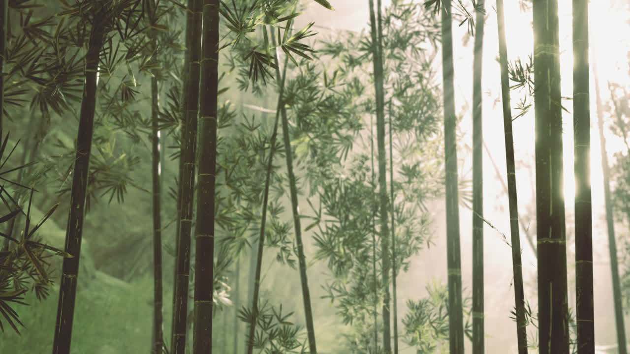 Sunlight filters through lush bamboo forest in serene morning ambiance