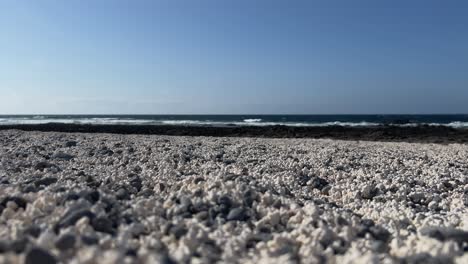 low-angle view of fuerteventura's popcorn beach, focusing on the popcorn-like rhodoliths in the foreground with atlantic ocean waves in the background. canary islands, spain