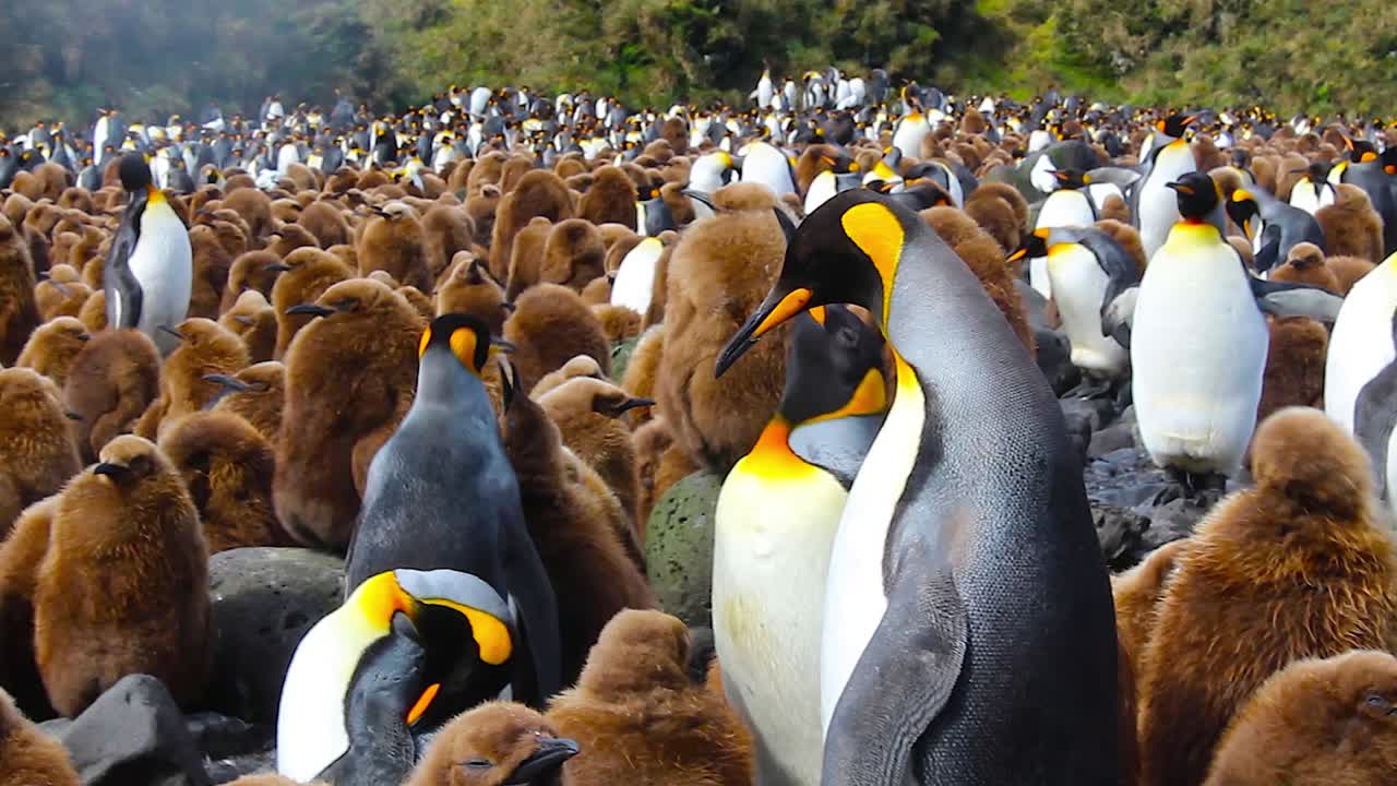 큰 왕 펭귄 식민지에서 새끼에게 먹이를 주는 왕 펭귄