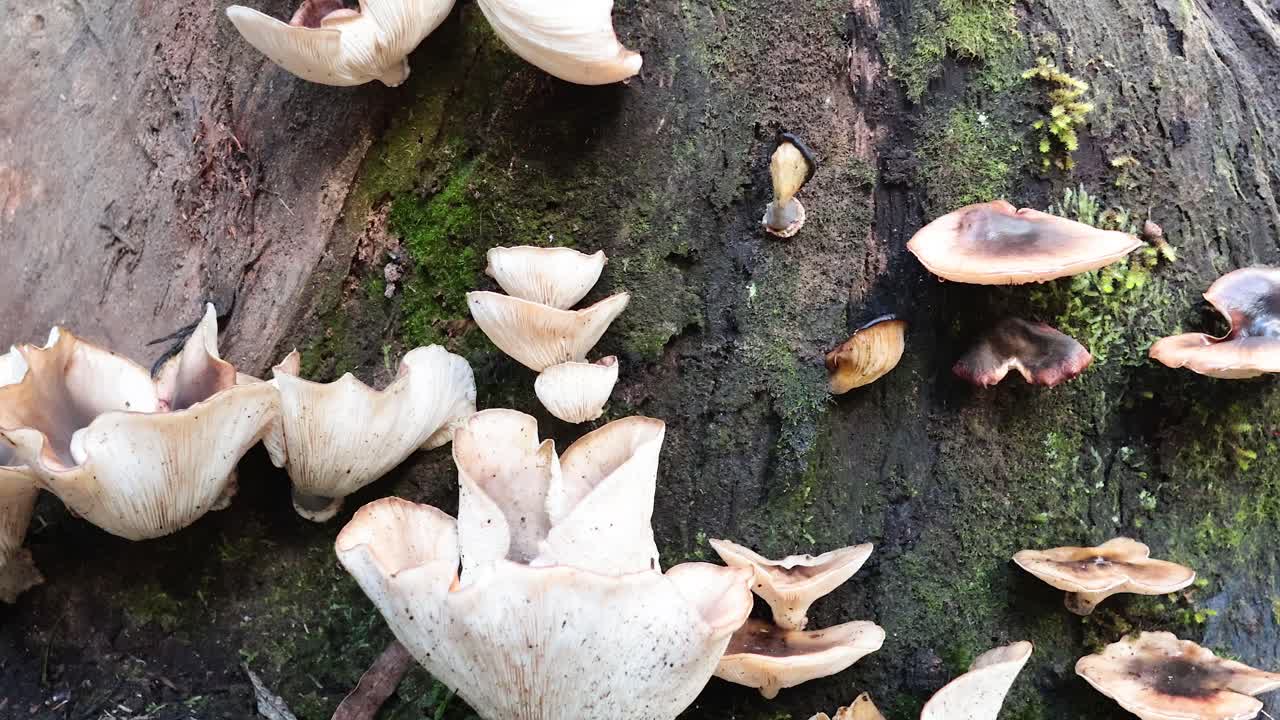 lapso de tiempo de los hongos que crecen en un tronco de árbol