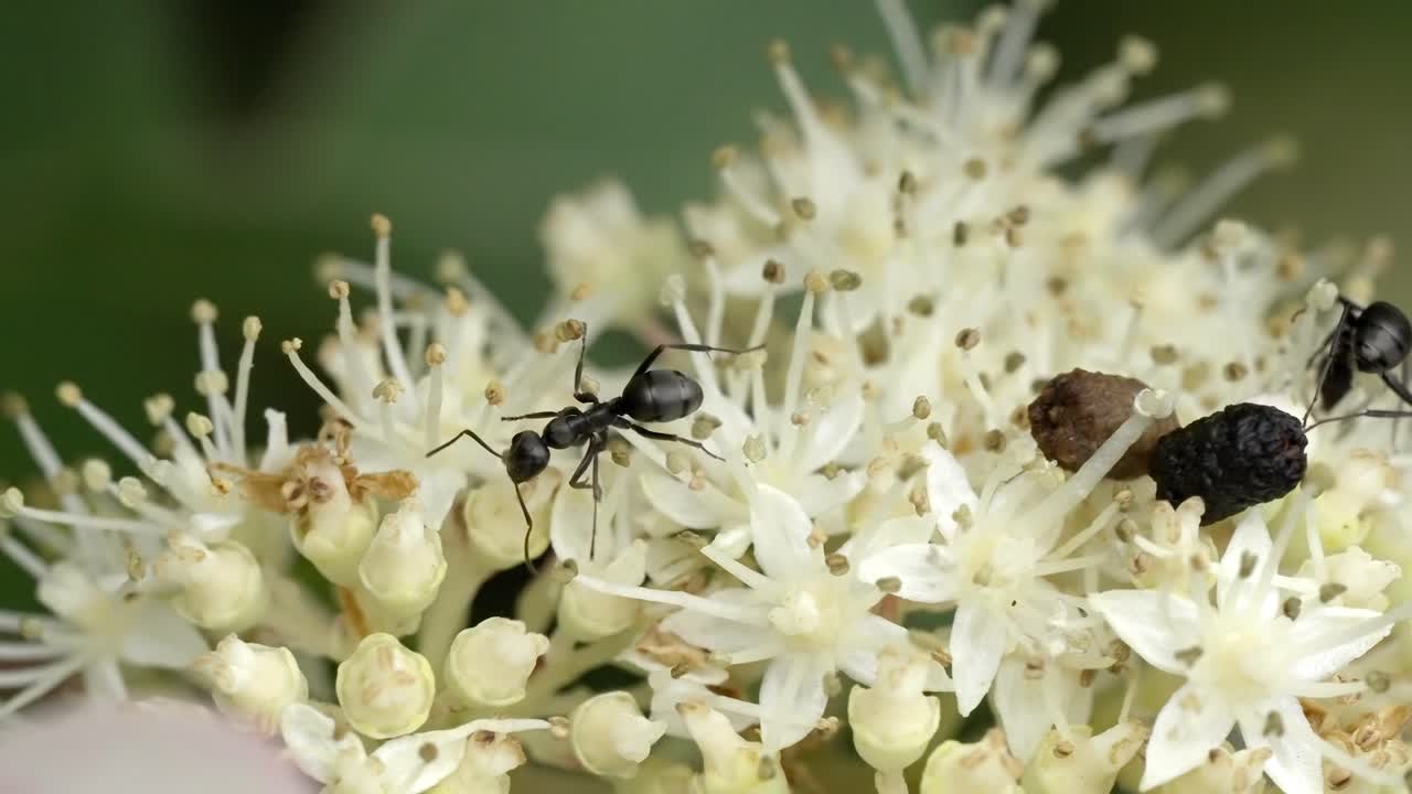 Black Ants on White Wildflower with Green Background Detail
