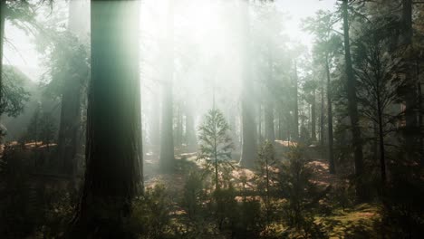 parque nacional de sequoia bajo las nubes de niebla de niebla