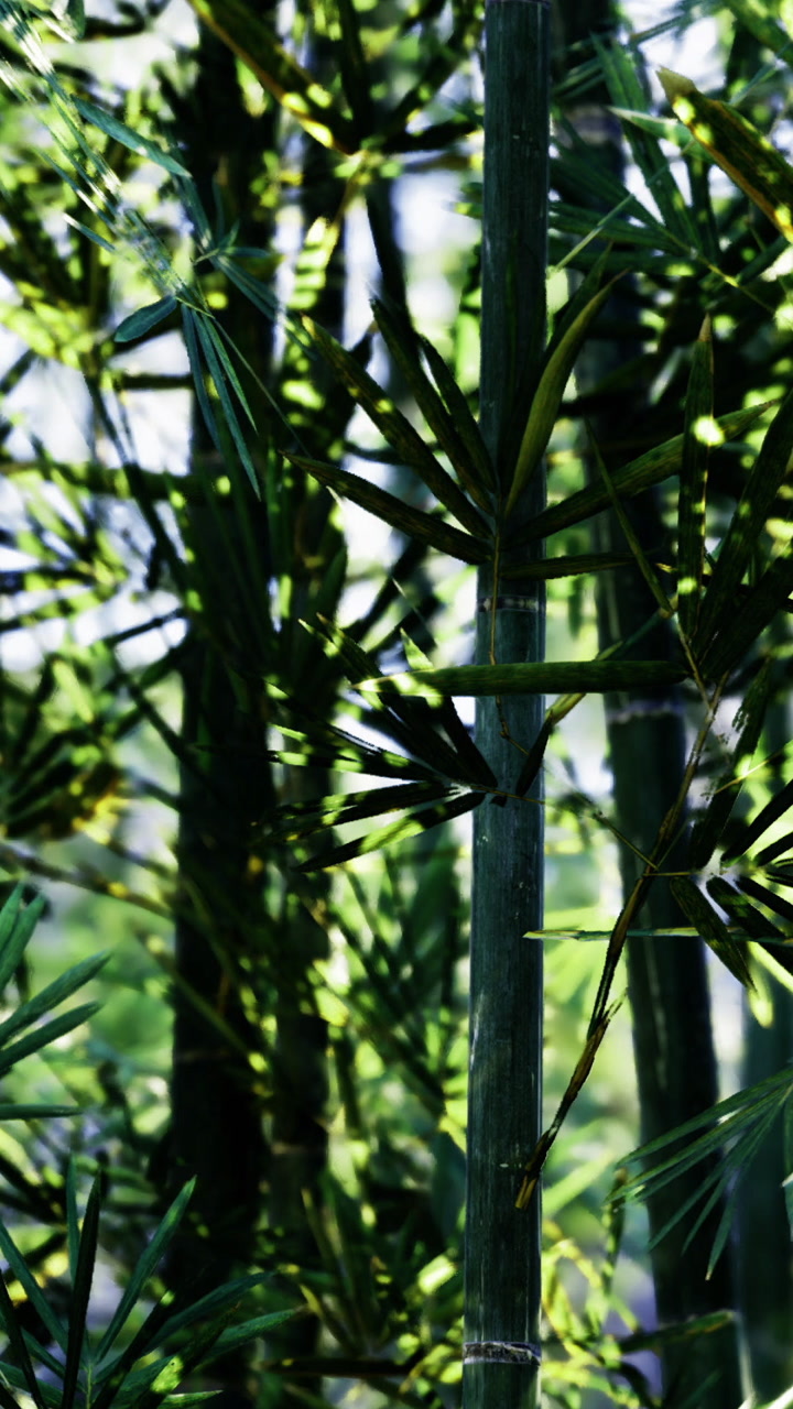 Sunlight filtering through green bamboo leaves in a forest setting