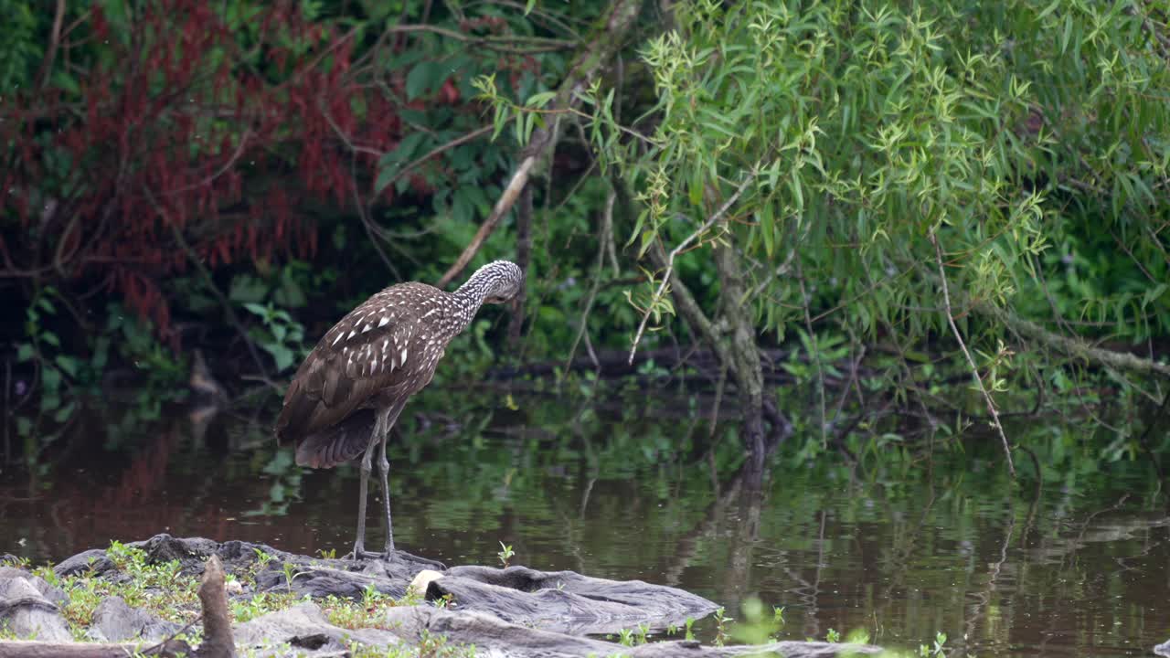 un limpkin o aramus guarauna de pie en una pieza de madera desgastada en un lago arreglando sus plumas
