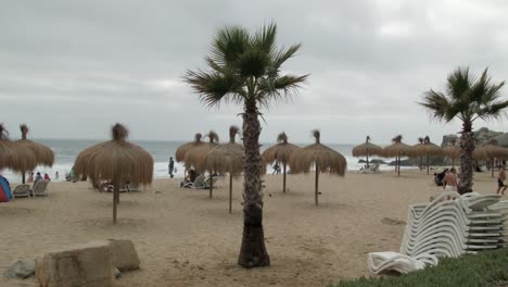 palmeras de abanico y sombrillas de nipa en la playa de viña del mar en la costa pacífica de chile