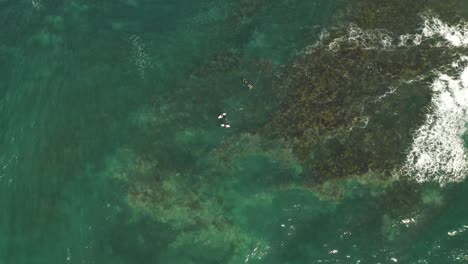 top down aerial high above surfers floating on ocean wave above vibrant green reef below