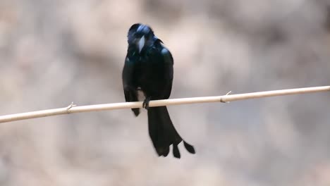 El-Drongo-Con-Cresta-De-Pelo-O-Es-Un-Ave-En-Asia-De-La-Familia-Dicruridae-Que-Era-Conespecífico-Con-Dicrurus-Bracteatus-O-Drongo-Con-Lentejuelas-En-El-Que-Puede-Ser-Difícil-Diferenciar-Entre-Sí