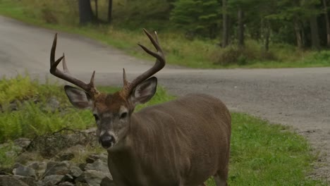 whitetail deer buck crossing road closeup