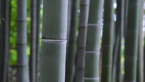 un gran bosque de bambú en un templo zen de tokio