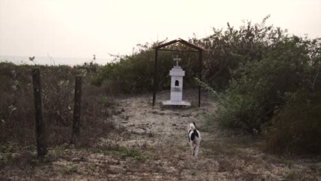 A-dog-is-walking-towards-a-graveyard-that-has-a-cross-on-the-top-in-the-middle-of-the-bush-surroundings