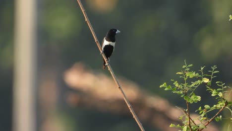 Lonchura-in-tree-and-finding-food-