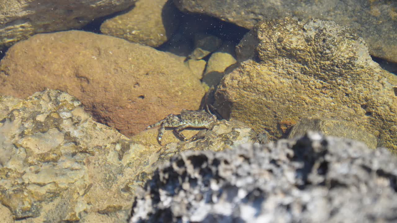 Two crabs navigate their way through the water and stones in rock pool
