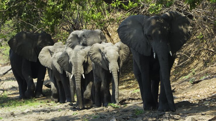 Uma família de elefantes move-se em fila única em direção à câmera
