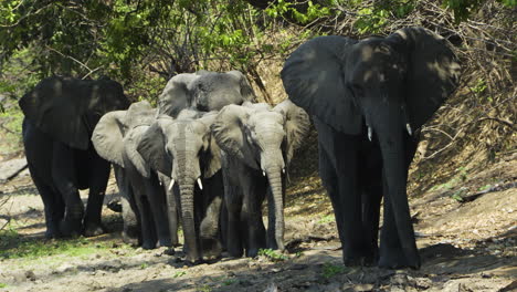 a family of elephants moves in a single file towards camera