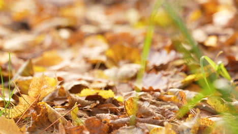 hojas de otoño de color marrón dorado en el suelo del bosque