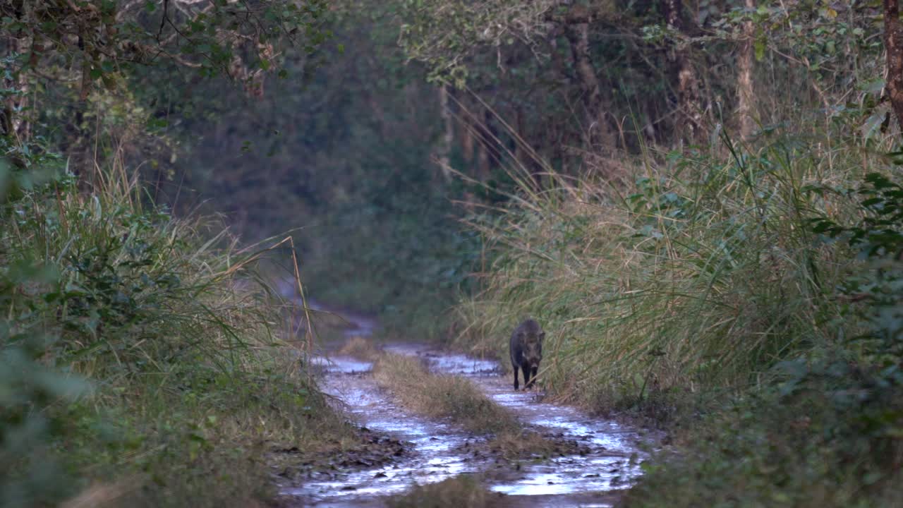 A wild boar walking on a wet dirt road in the Chitwan National Park