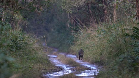 Un-Jabalí-Caminando-Por-Un-Camino-De-Tierra-Húmeda-En-El-Parque-Nacional-De-Chitwan