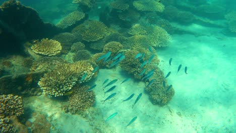 Australiens-Bester-Ort-Zum-Schnorcheln-In-Der-Nähe-Des-Versunkenen-Schiffes-Moreton-Island