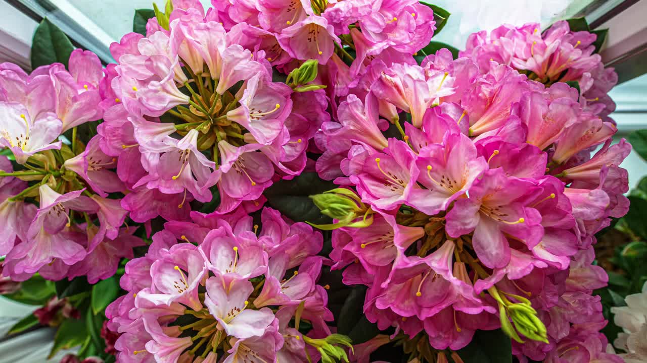 Guarda la vibrante trasformazione dei fiori rosa di rododendro in questo mozzafiato time lapse naturalistico
