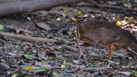 Feeding-on-the-ground-while-moving-to-the-right-as-seen-in-the-forest,-Lesser-mouse-deer-Tragulus-kanchil,-Thailand