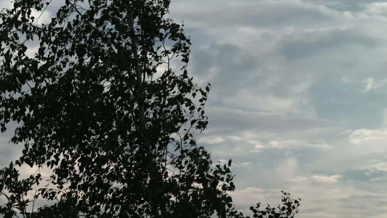 구름 인 하늘을 배경으로 나무의 실루