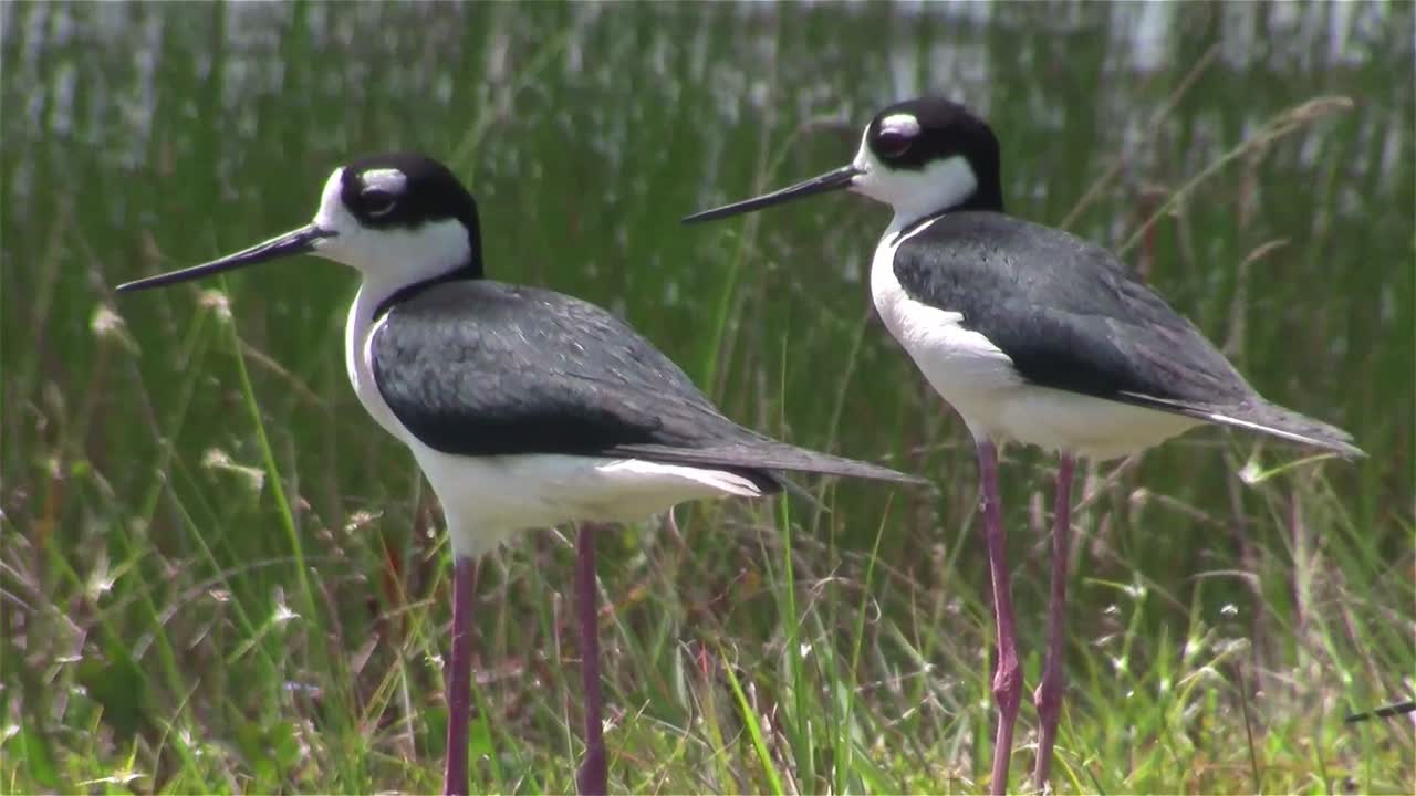 검은 목 죽마는 습지 지역에 서