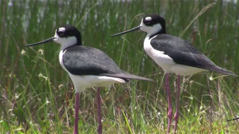 black necked stilts stand in a wetland area