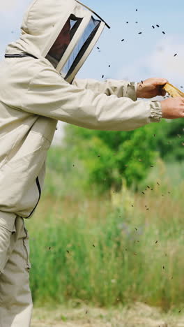 professional beekeeper shaking off bees from frame. apiarist in protective suit prepares honeycomb for harvesting honey on green nature background. vertical video