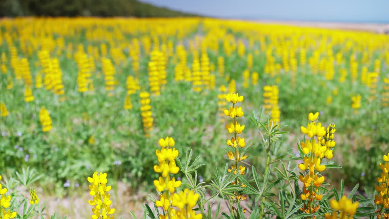 귀여운 노란색 루핀 꽃