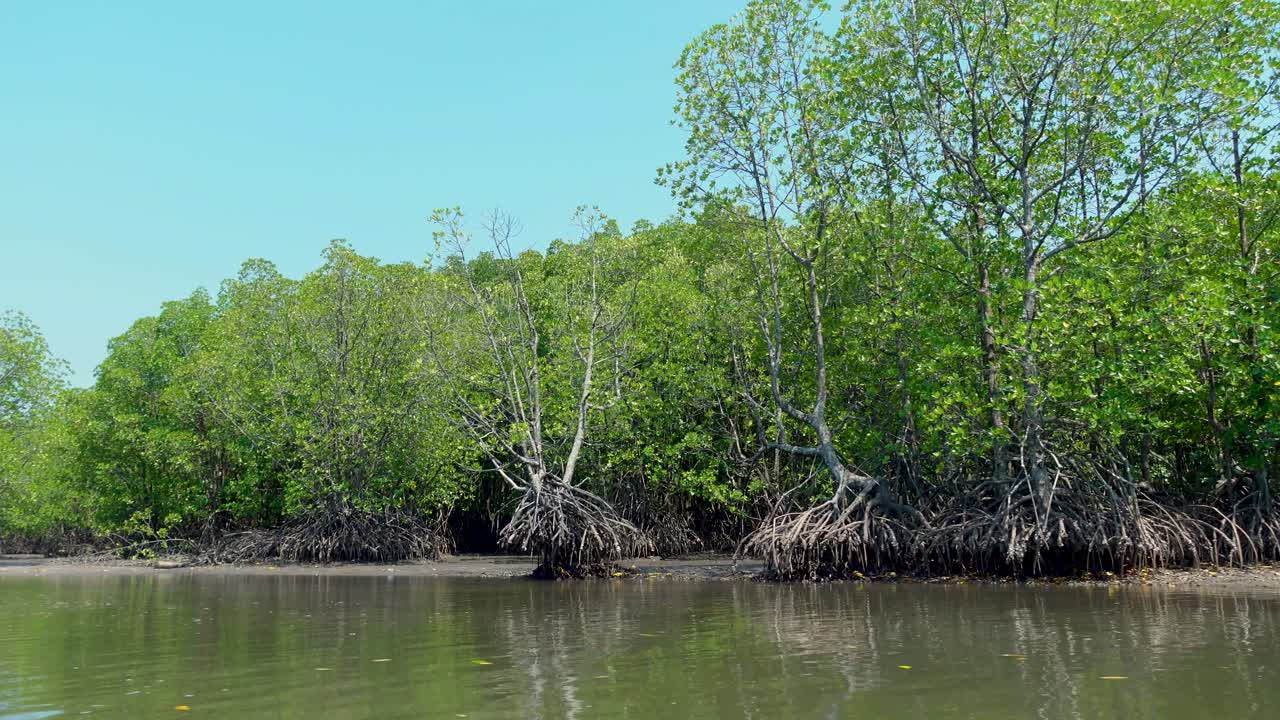 Mangroveskog, kustekosystem i tropisk och subtropisk region vid gränsen mellan Thailand och Kambodja