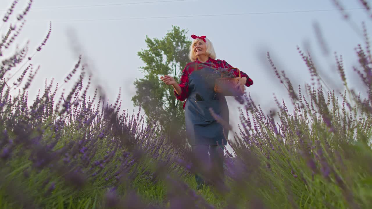 abuela anciana granjero recogiendo flores de lavanda en el campo, bailando, celebrando el éxito ganar