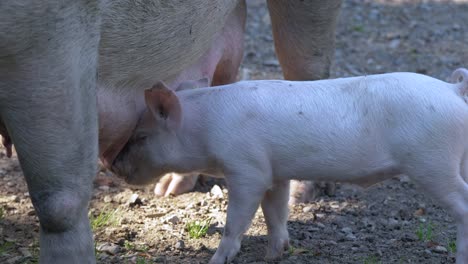 close up of young baby piglet feeding by milk of udder on countryside farm