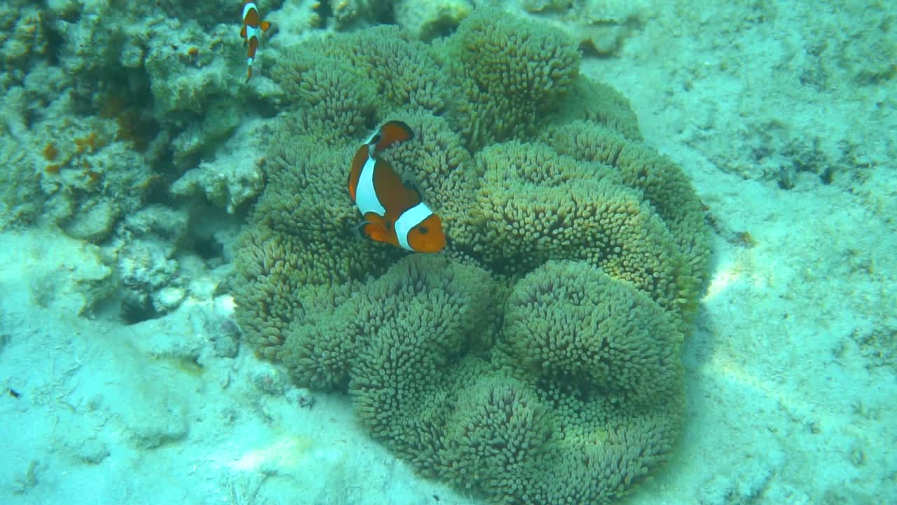 Una bellissima scena subacquea al rallentatore in una barriera corallina all'isola di Perhentian in Malesia con pesci che nuotano davanti alla telecamera