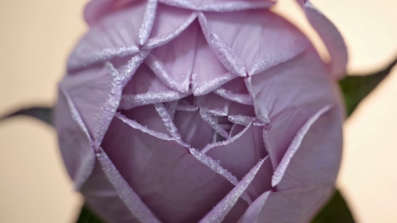 Close-up video of a purple rose with frosty edges, shot from a top-down angle