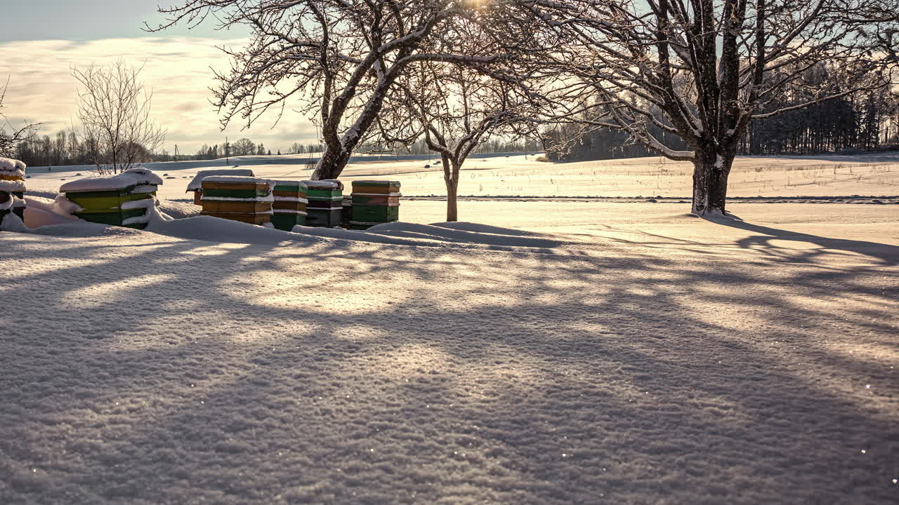 잎이 없는 나무가 있는 눈 덮인 겨울 들판 위로 햇빛을 저속 촬영한 사진 - 배경에서 날아다니는 구름