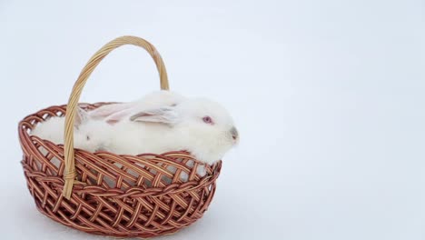 easter day and cute bunny in a basket. festive decor. happy easter!