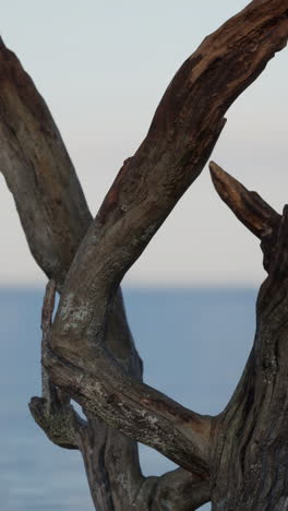 close up of driftwood branches against a sunset sky