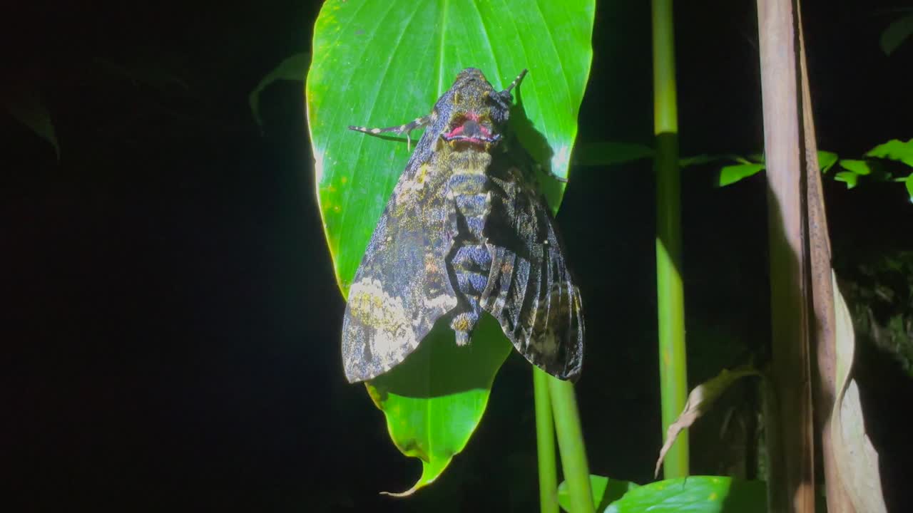 Värikäs yöperhonen Ruosteenvärinen kiitäjä (Coelonia fulvinotata) lehdellä. Masoala, Madagaskar.