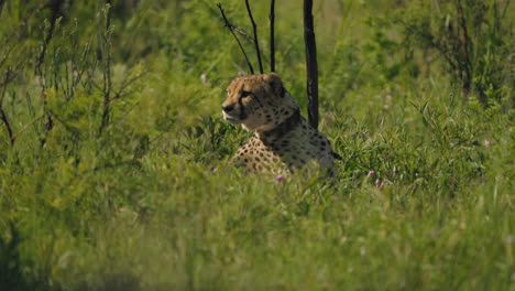 a cheetah lies in the grass, resting peacefully in the african savannah