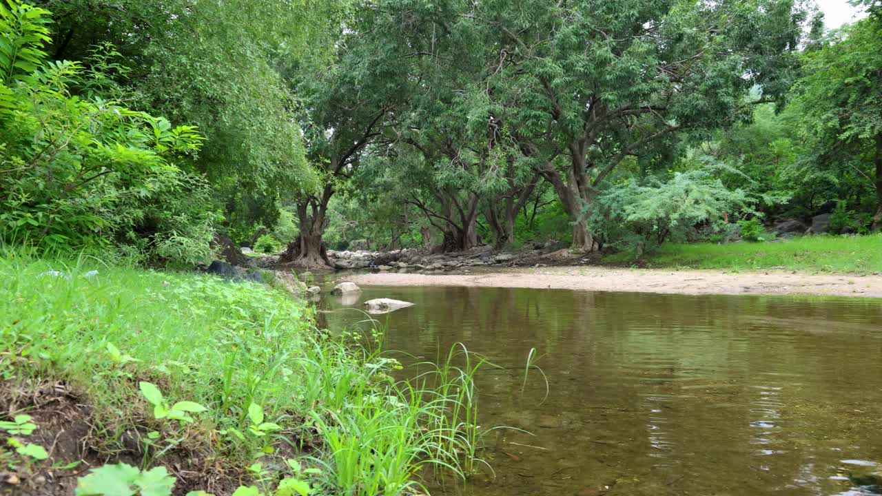 Tranquil Rainforest Scene with Calm river Water and Dense Greenery at Morning