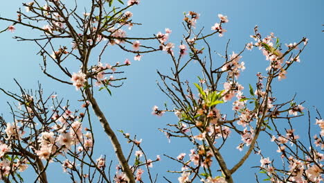 branches of apricot tree with blossoms and fresh growth sway in gentle breeze - clear blue sky on fresh spring day